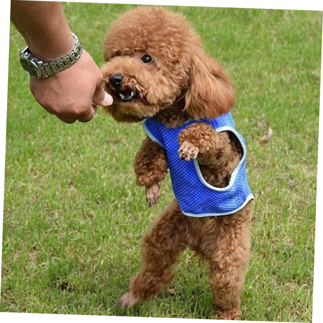 Didiseaon 3pezzi Pet Cooling Dog Ice-cooling Harness Rinfrescante Per Mesh e Traspirante Facile Da Indossare e Lavabile