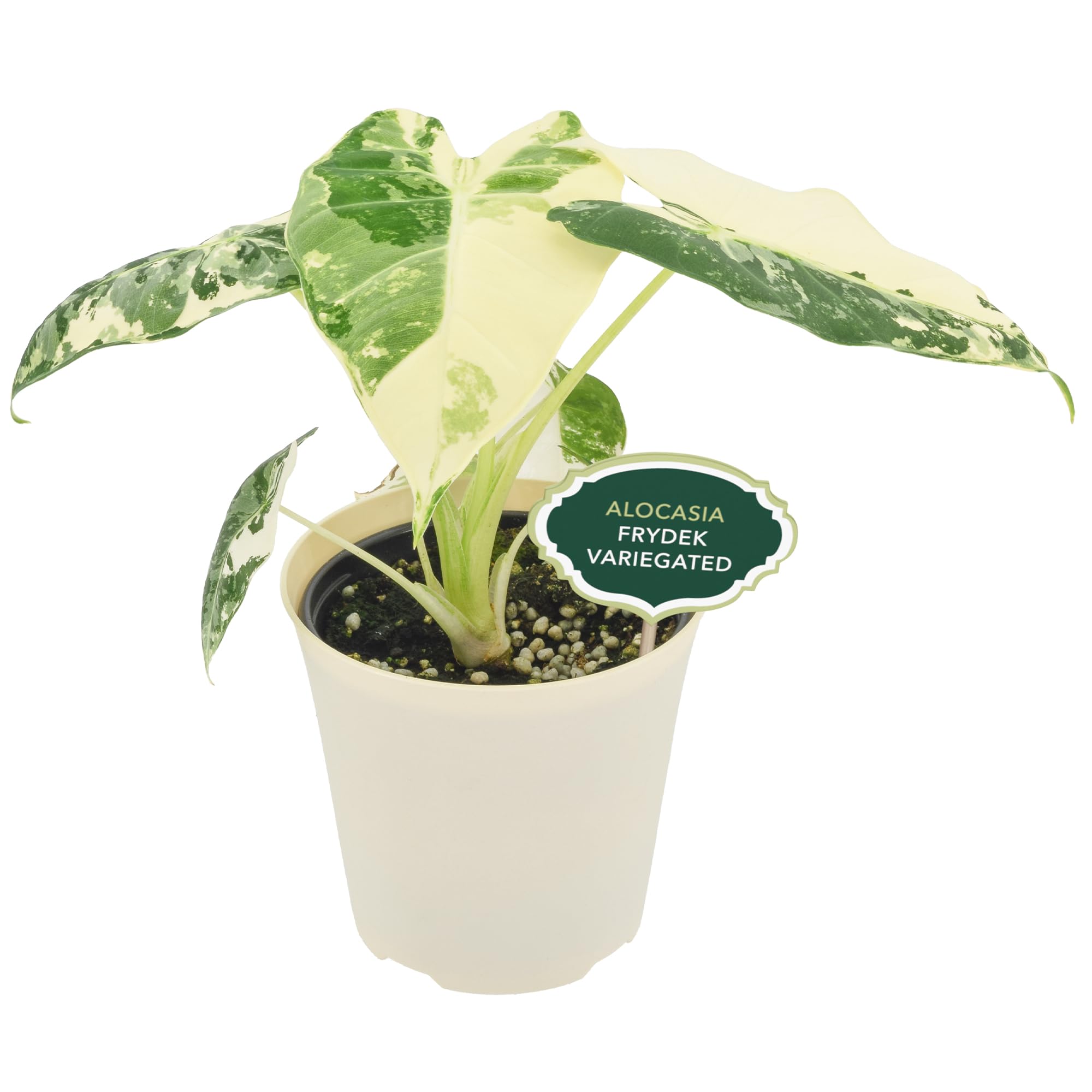 Arcadia Garden Products Live Frydek Variegated Alocasia