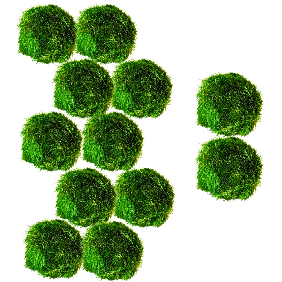 Marimo Moss Balls Aquarium Aquatic Plant Easy Betta Cherry Shrimp Java (10 (+2 Free))
