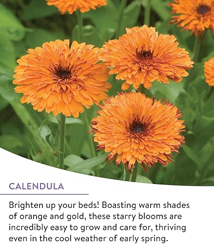 Miniatura 3 de Burpee – Bolsa de mezcla de flores silvestres perennes