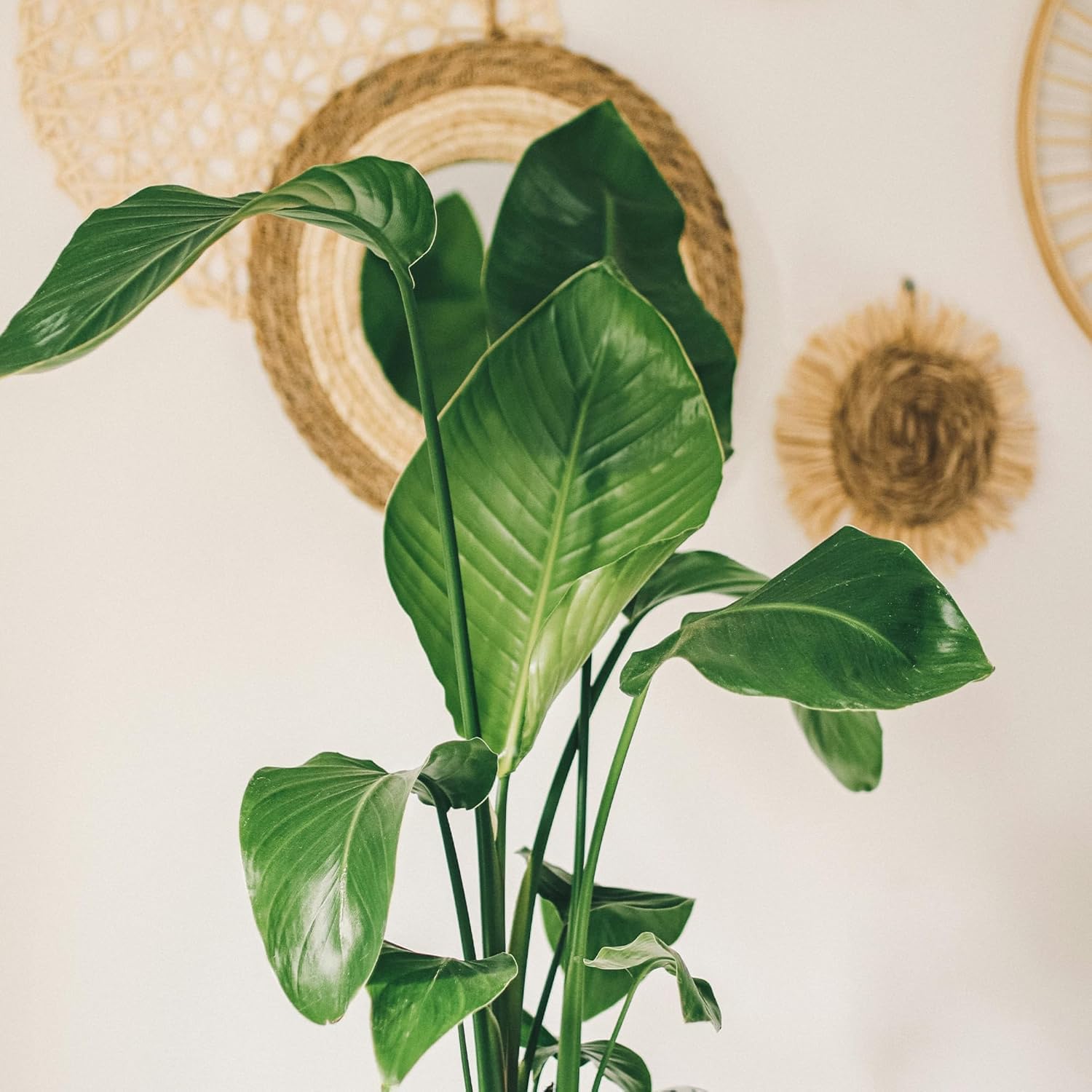 Amazon.com : Live White Birds of Paradise Plant - 'White Birds of Paradise' Strelitzia  nicolai - ragnaroc Tropical Plant 6-10 Tall - 4ct - Live Arrival  Guaranteed - House Plants for Home