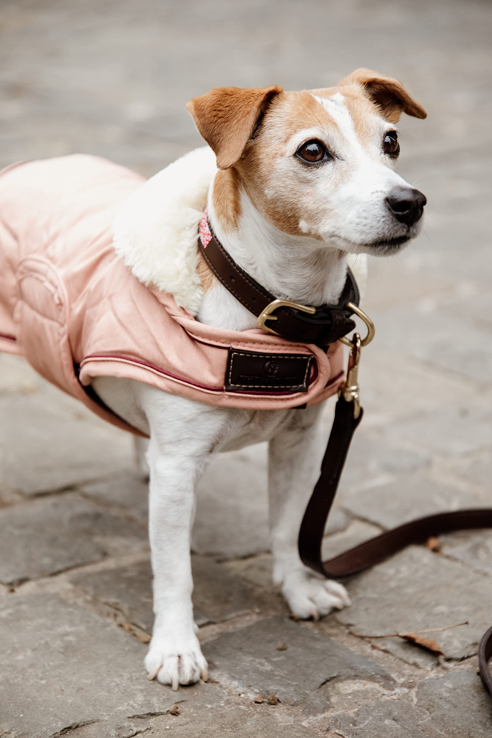 Kentucky - Hundemantel - Wasserdicht Koralle - XS - 28-33cm