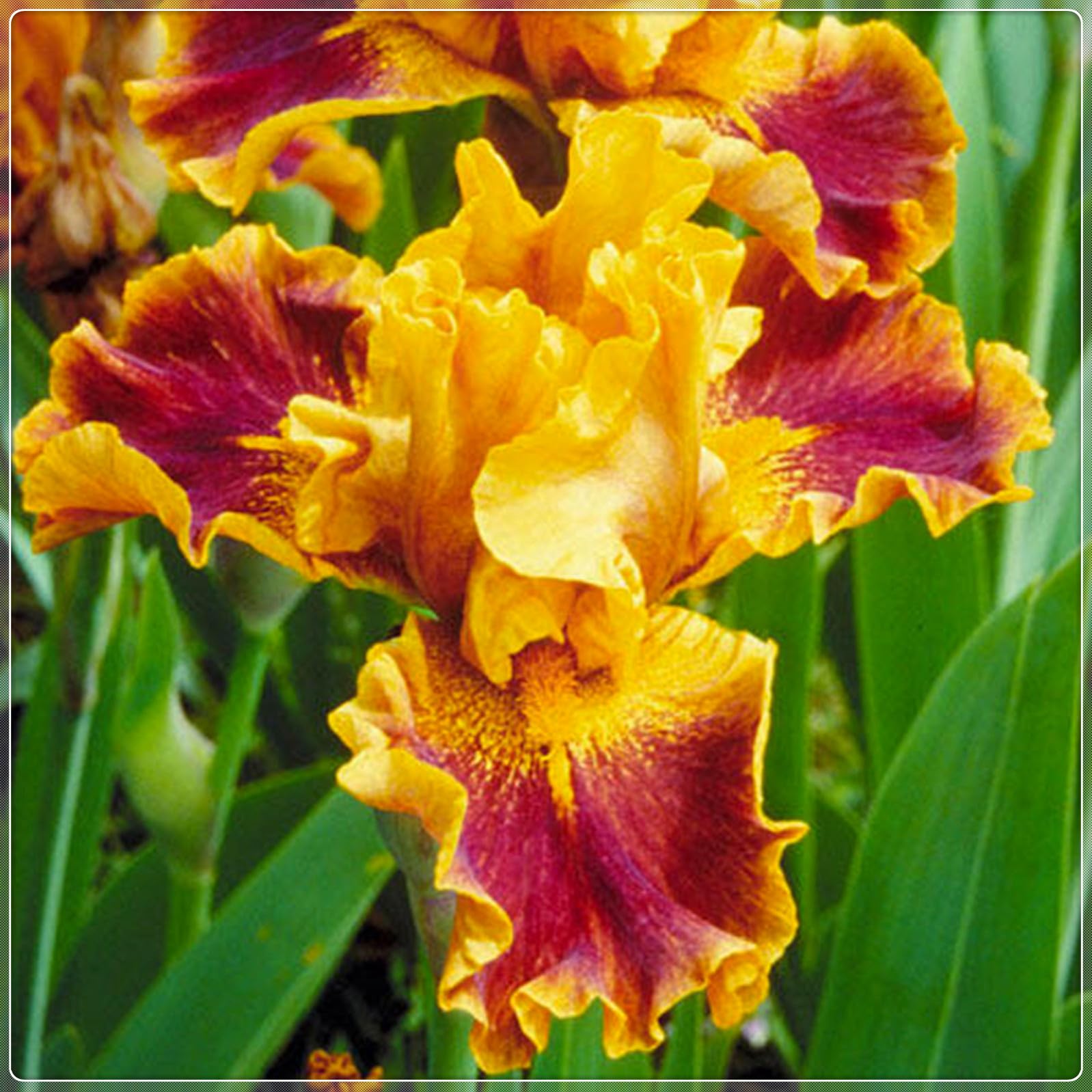 Bearded Iris Bulbs for Planting,Bearded Iris Bulbs Mix,Excellent Display Indoor Perennial Balcony Garden Bulbs,Bearded Iris,Flowering Rhizome-10bulbs-D