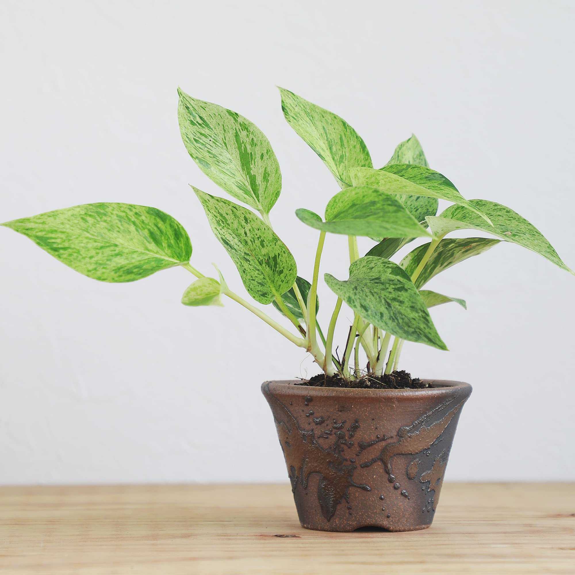 Wazakura Banko Series Petit Pot à Bonsaï et Plantes Rond, Fait à la Main en Céramique avec Trou de Drainage 11 cm, Fabriqué au Japon, pour Jardin et Interieur - Kindami