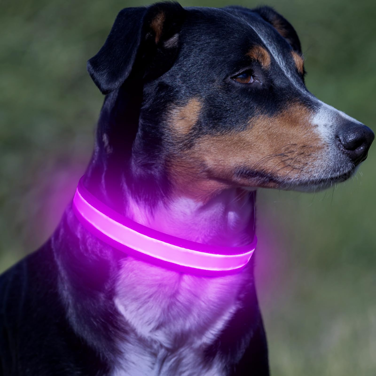 VIZPET Collare per cani a LED, regolabile, ricaricabile tramite USB, super luminoso, di sicurezza, per cani (viola, M [38-50 cm)