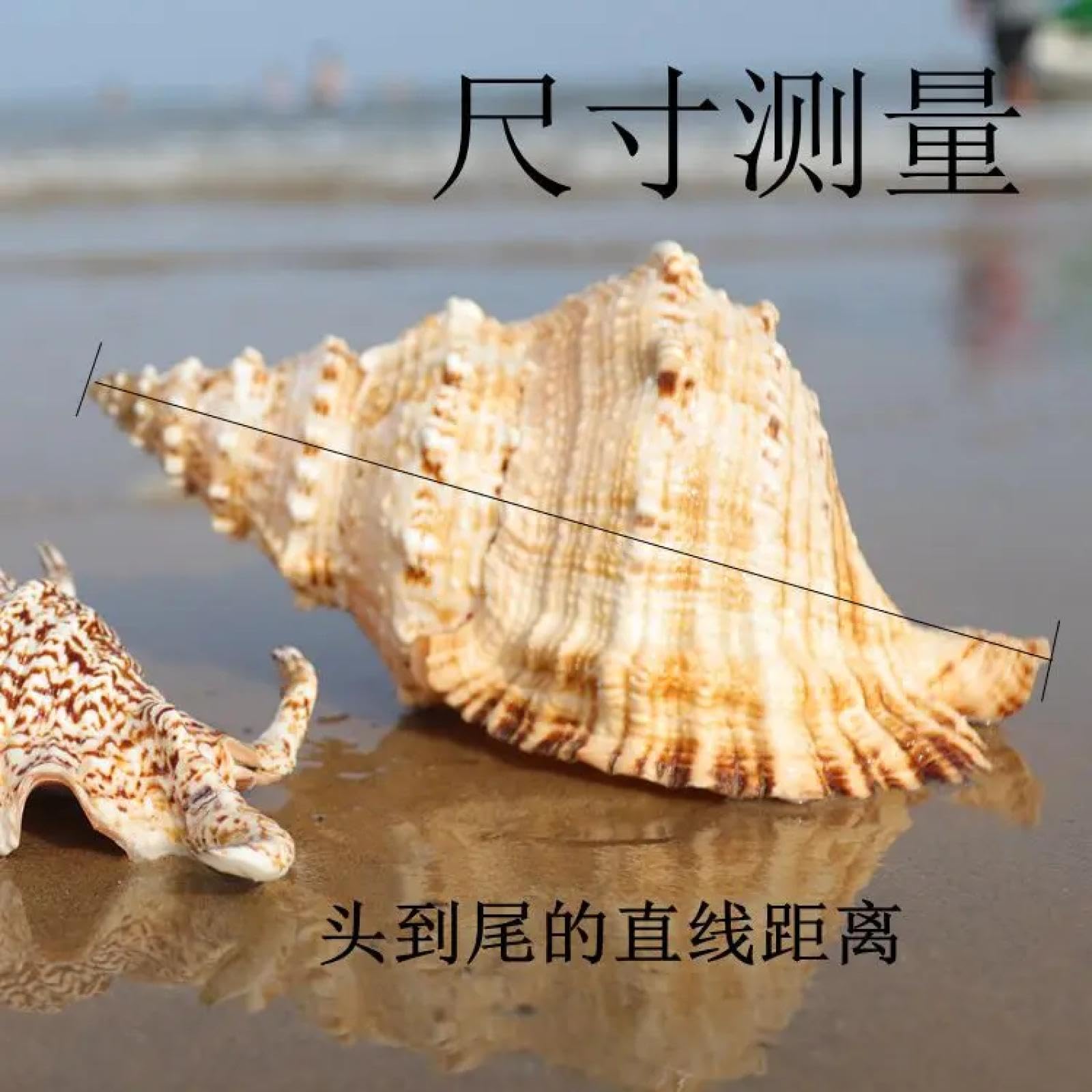 Conchiglie per decorazione, grande crisantemo, rana, lumaca, conchiglie, corno di pietra, lumaca, può essere trasformata in corno acquario decorazione naturale per la casa 18-19 cm