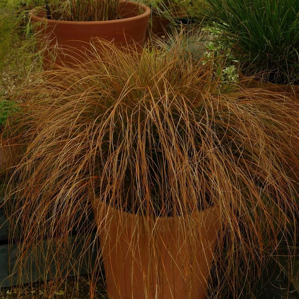 Plant Theory 9cm Pot Carex Testacea Prairie Fire Sedge Grasses