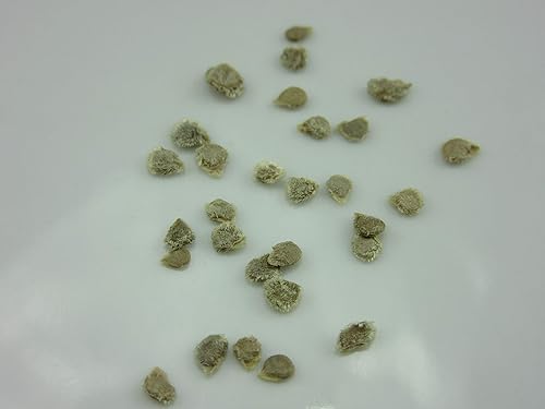 1239-Monster Amazon Black Tomato (Solanum lycopersicu) Semillas de Robsrareandgiantseeds UPC0764425789222 Sin OMG, orgánico, cultivador