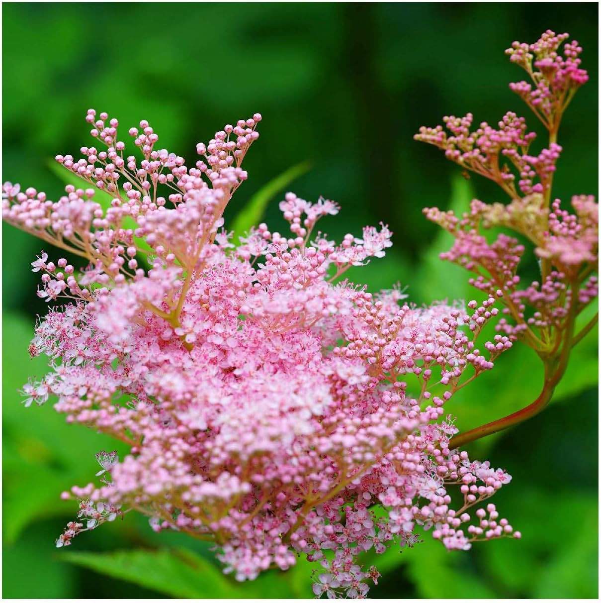 Everwilde Farms - 1/4 Lb Queen of The Prairie Native Wildflower Seeds - Gold Vault