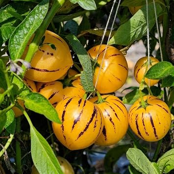 30+ Premium Pepino Melon Seeds for Planting Outdoor Home Garden, Non-GMO Heirloom Exotic Sweet Fruit Seeds for Backyard Patio Pots