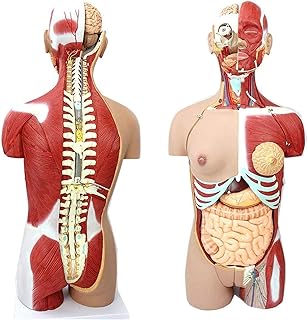 Study Model Educational Model 85Cm Human Torso Body Model Anatomy Anatomical Internal Organs Models Detachable Muscle Anatomy System 29 Parts,Medical Models (Color : Advanced Painted) SaiFei