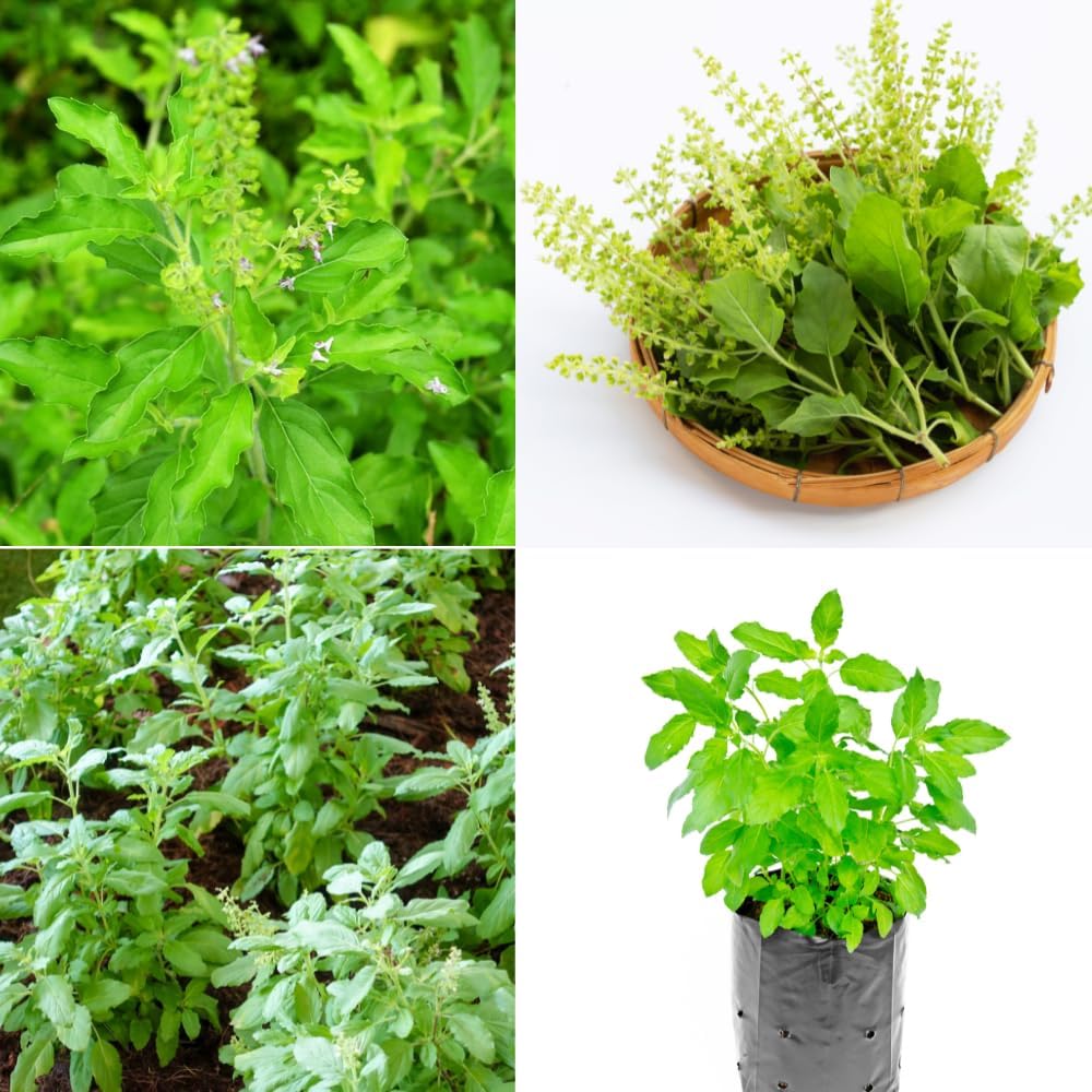 3 Holy Basil Plants Live, Tulsi Holy Basil Plant Live, from 4 to 7 Inc Tall Seedling, Basil Plant