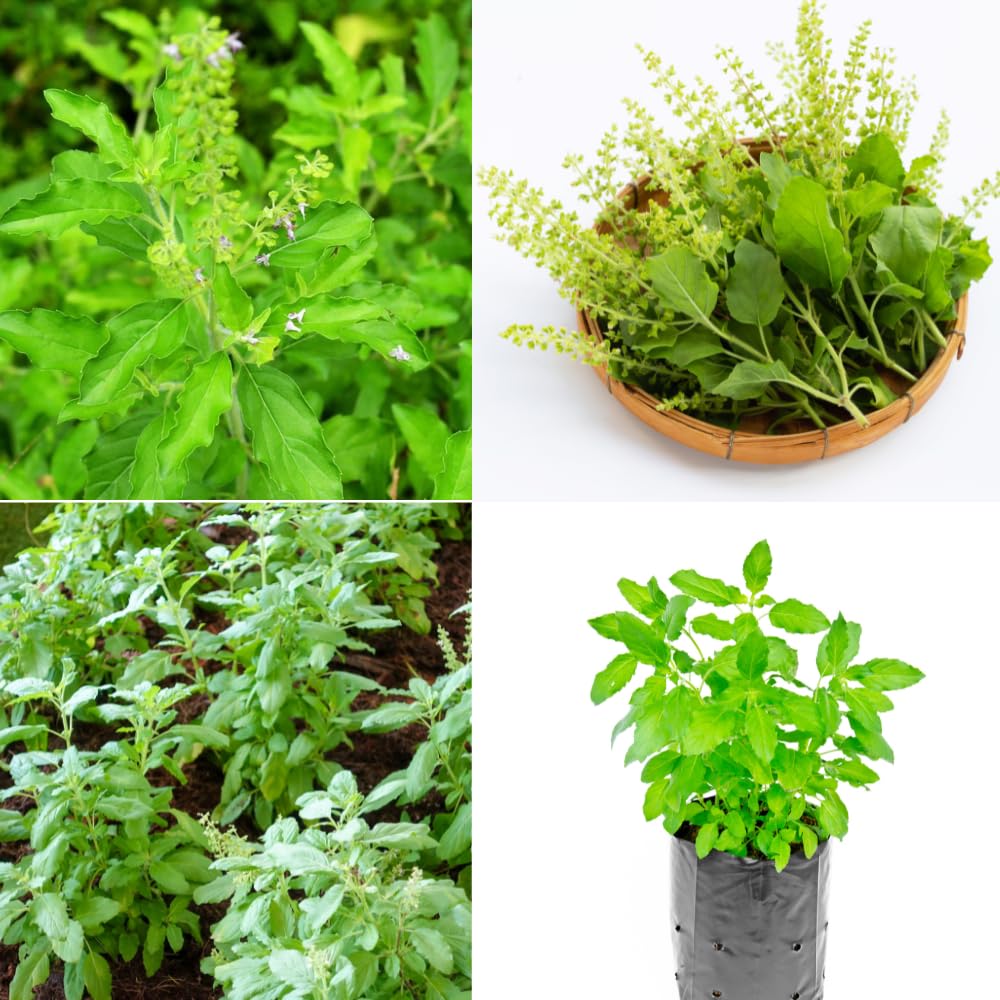 3 Holy Basil Plants Live, Tulsi Holy Basil Plant Live, from 4 to 7 Inc Tall Seedling, Basil Plant