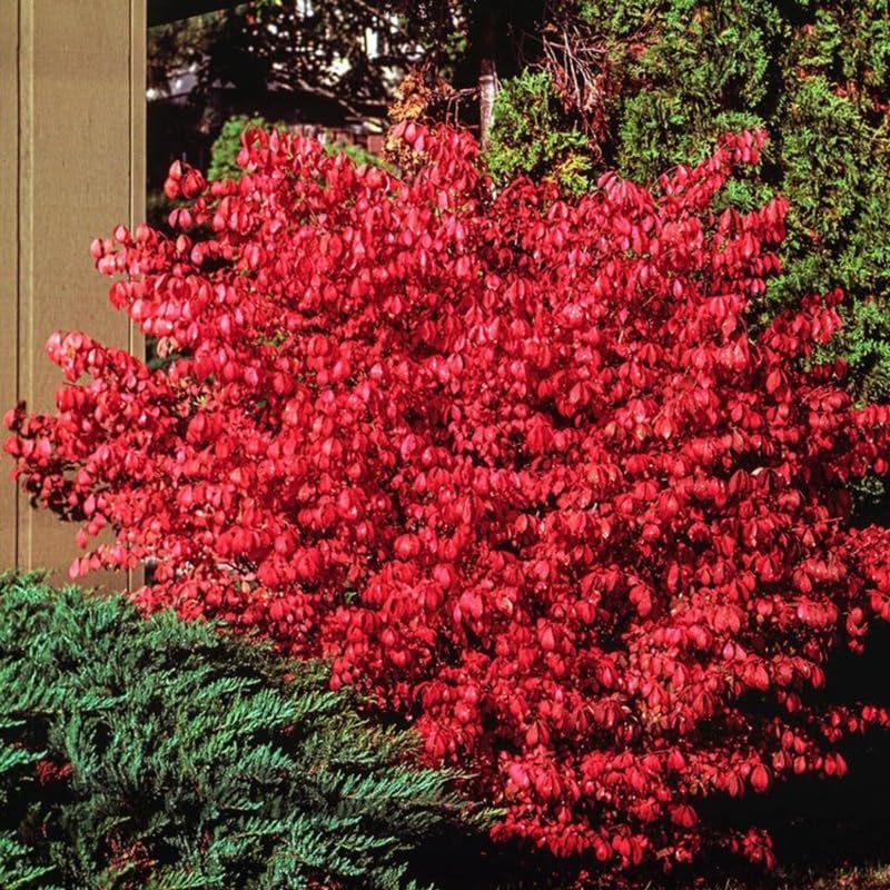 Dwarf Burning Bush Shrub, 12-18" Tall in Gallon Pot, Hardy Ornamental Shrub Live Plant for Outdoor Landscaping