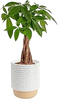 Costa Farms Money Tree Pachira Aquatica | Braided Live Indoor Plant 12-16" Tall, Air Purifying, Luck Symbol in Decor Pot, Easy Care Gift