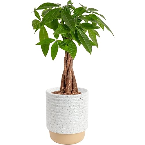 Costa Farms Money Tree Live Plant in Decorative Pot, Air Purifying, Braided Indoor Houseplant, Perfect for Home, Room, or Office Decor, Great House Warming or Birthday Gift, 12-16 Inches Tall