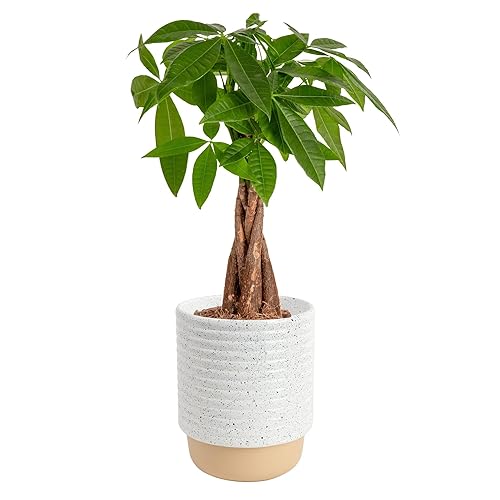 Costa Farms Money Tree Live Plant in Decorative Pot, Air