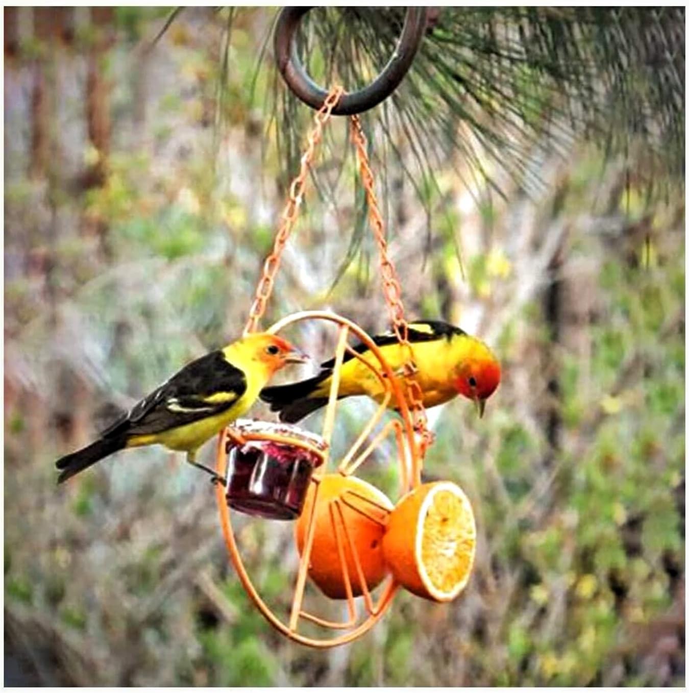 Functional Hummingbird Orioles Bird Feeder with Fruit Placing Jelly Feeding Cup for Outdoors Hanging Backyard Balcony Garden Deck Porch, Orange 7-Inch