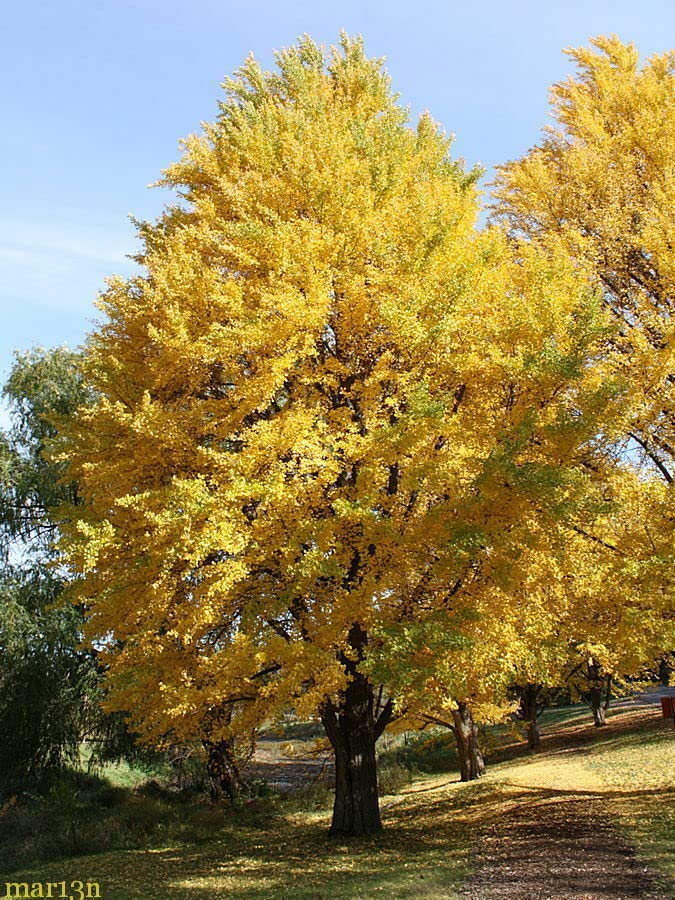 Ginkgo Live Plant 1-2 foot in ABP Container