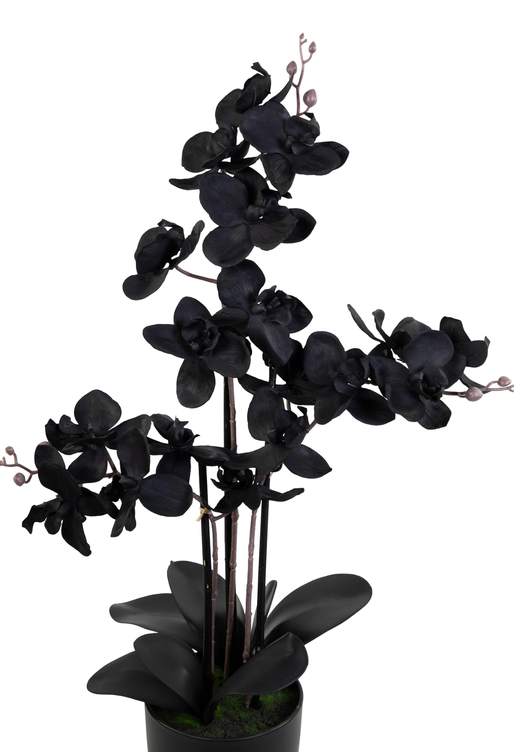 Seidenblumen Roß Orchidee Real Touch 70x40cm im Topf GA künstliche Phalaenopsis Blumen wie echt Dekoration Kunstpflanzen Kunstblumen (Schwarz)