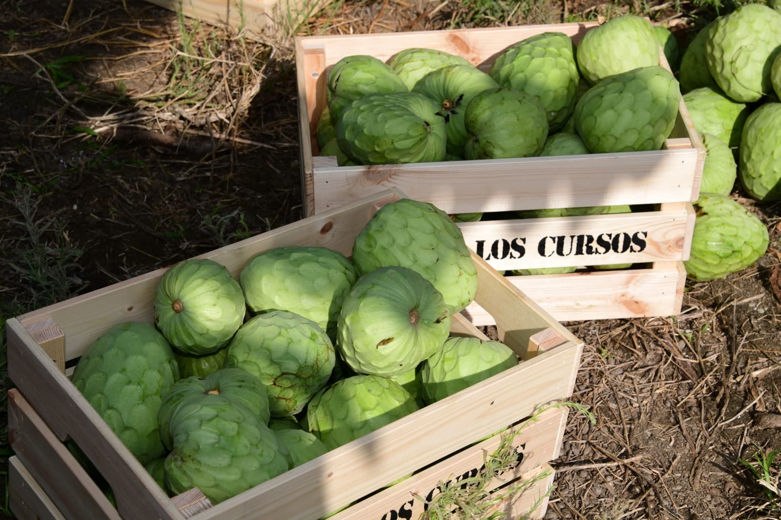 Chirimoya Pack 4 kg - Chirimoya origen España - Compra chirimoyas de la costa tropical de Granada.