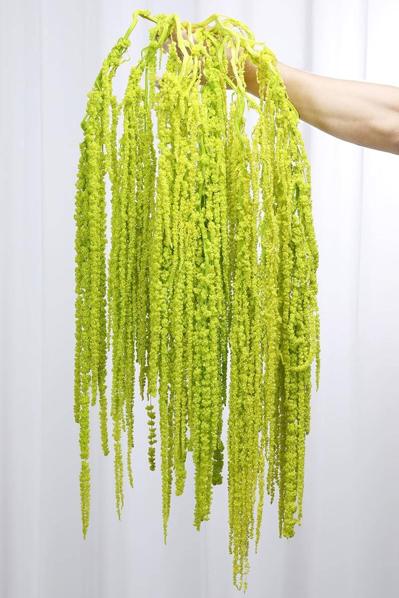 10Pcs Dried Amaranthus Hanging Flowers, Natural Preserved Flower for Wedding Arch, Exhibition, Wall Hanging Lover Tears, Floral Arrangement, Home Decor (Chartreuse, 24")