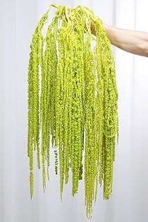 10Pcs Dried Amaranthus Hanging Flowers, Natural Preserved Flower for Wed...
