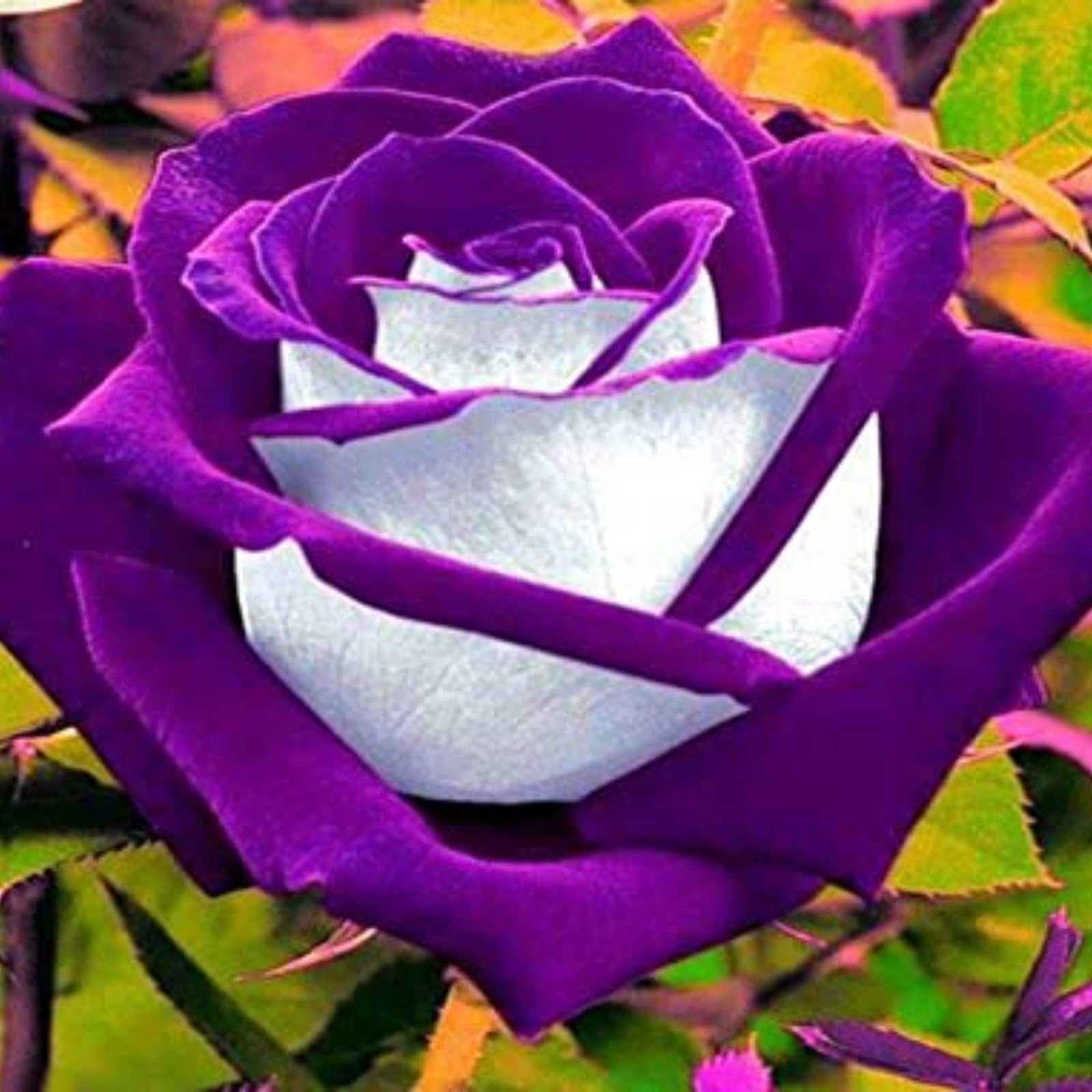 Iridescent,Gorgeous Rose Bulbs Mix UK,Perennial,Flowering Rhizome,Good for Containers,Excellent Display,Hardy,Balcony Garden Bulbs.-1bulb-Purple