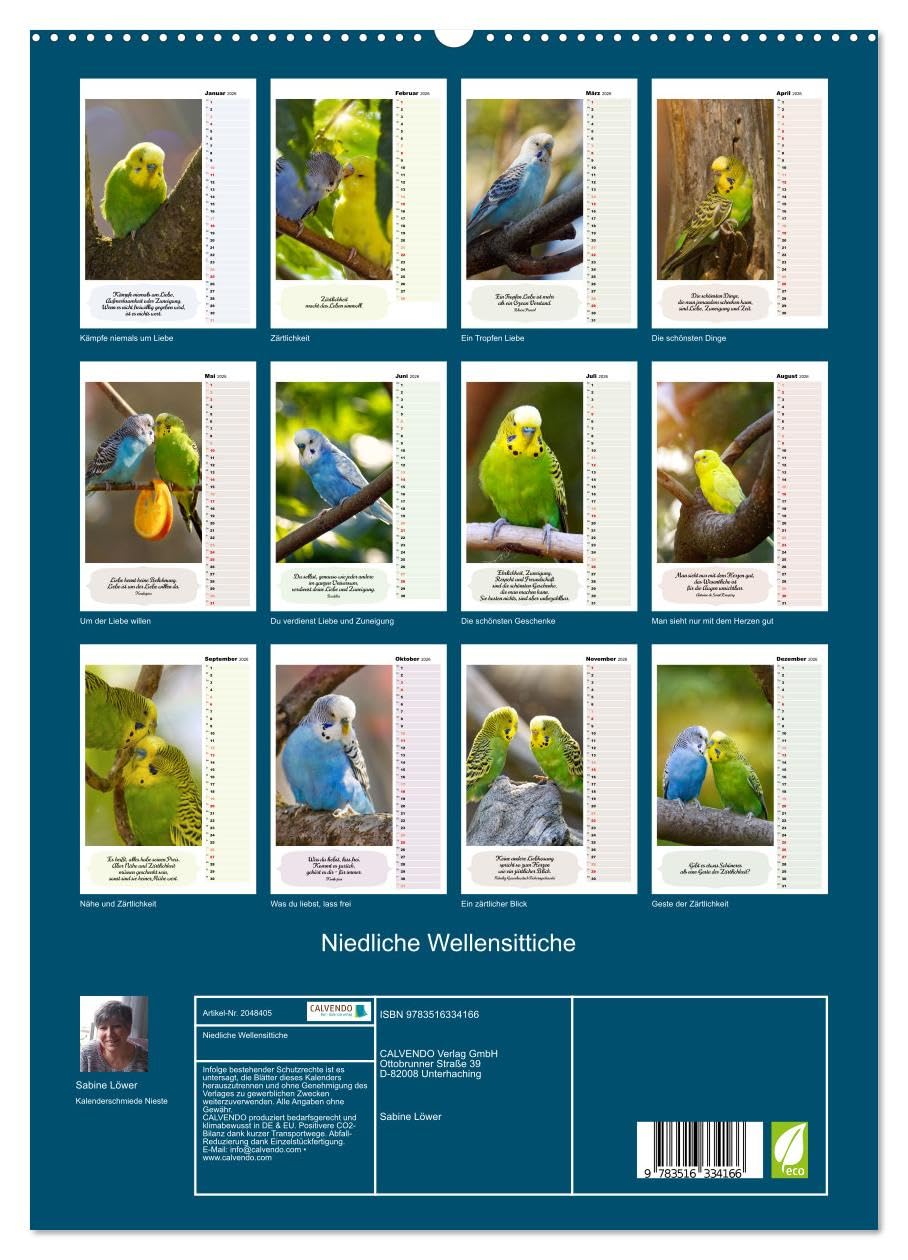 Niedliche Wellensittiche (hochwertiger Premium Wandkalender 2026 DIN A2 hoch), Kunstdruck in Hochglanz: Verspielt, fröhlich, friedlich und genügsam (CALVENDO Tiere)