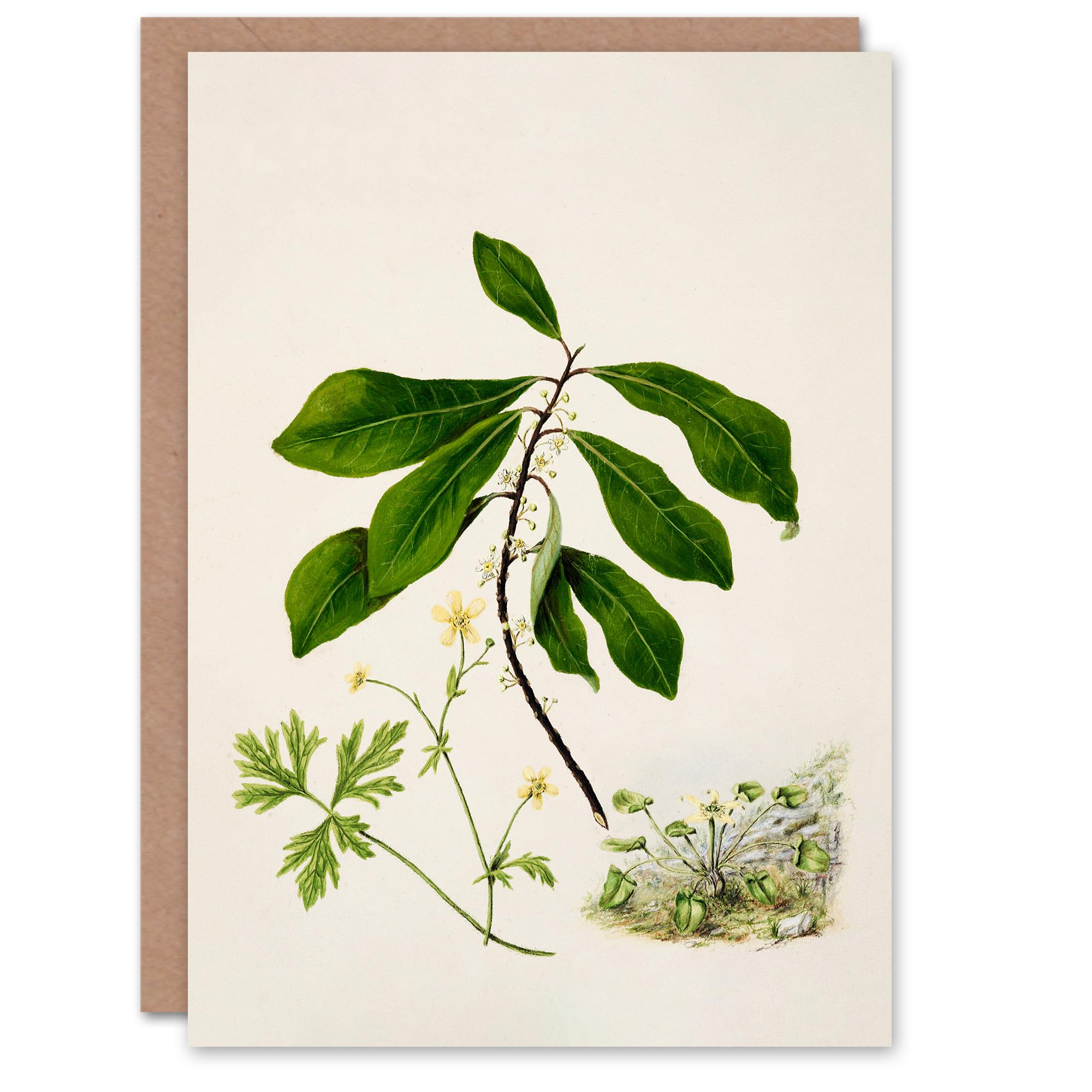 Artery8 Sarah Featon Art Card Caltha New Zealand Marsh Marigold Plant