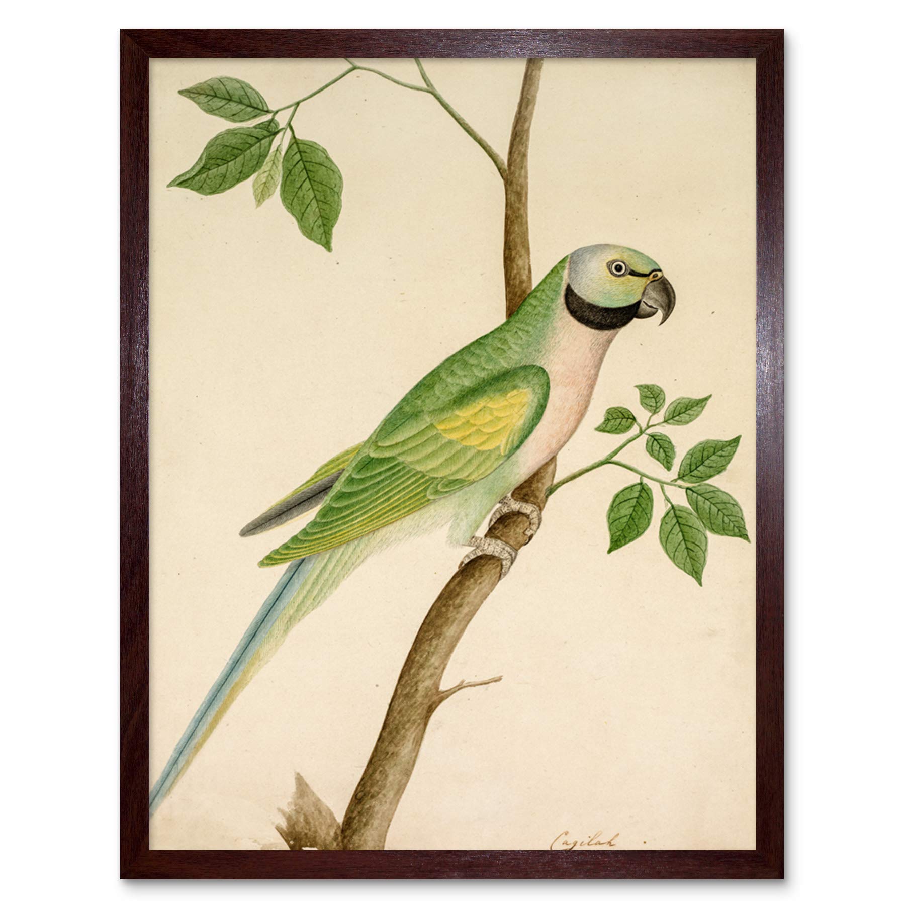 Artery8 Green Parrot Watercolour India 19th Century Art Print Framed Poster Wall Decor 12x16 inch