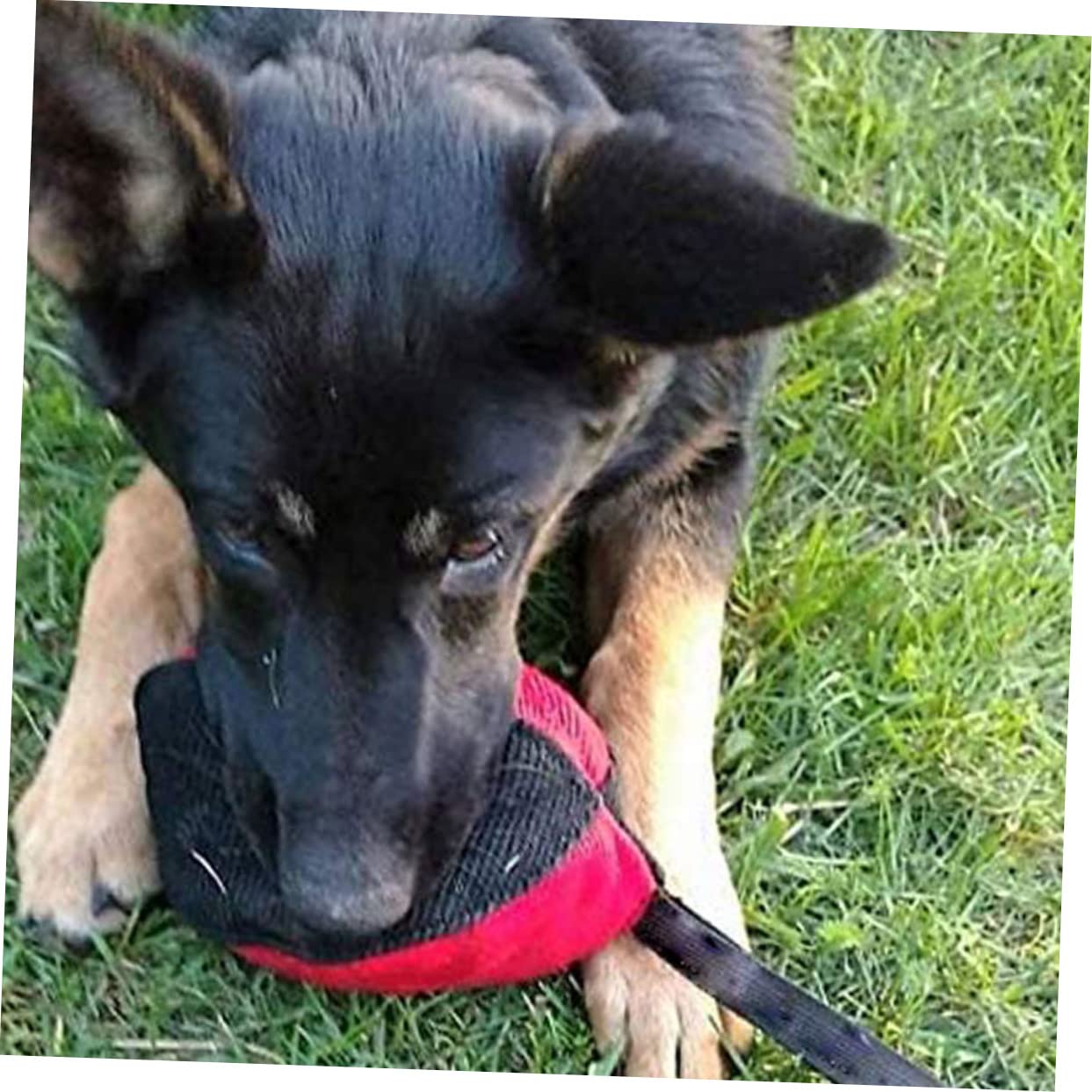 INOOMP 3stücke Hundebissspielzeug Für Outdoor Tug Toy Interaktion Fördert Training Und Einsamkeit Langlebig Und Strapazierfähig