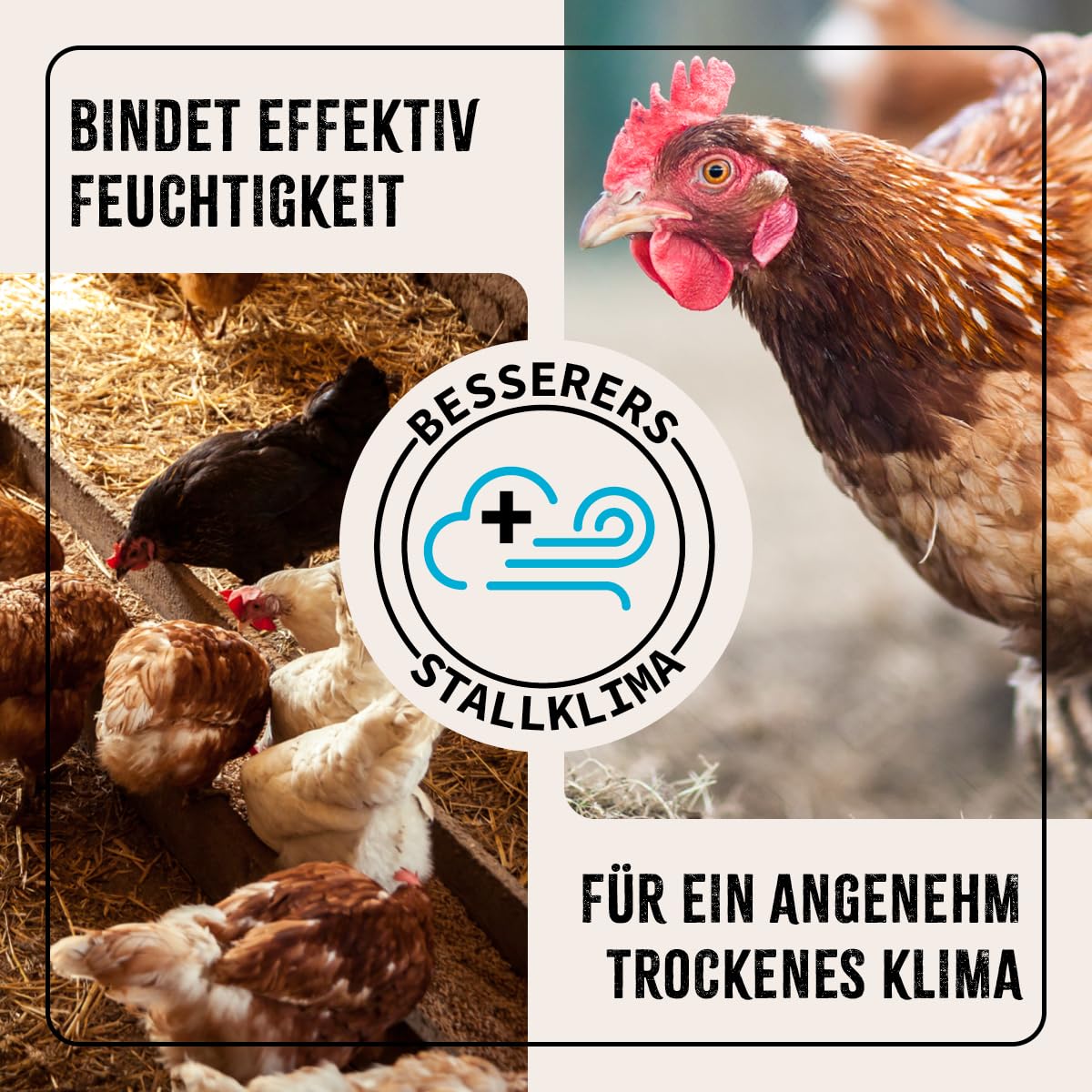 AniForte Kieselgur für Hühner 4,2kg inkl. Stäubeflasche - Reines Kieselgur Hühner Pulver, Kieselerde Pulver, Naturprodukt für Hühnerstall, Laborgeprüft für Geflügel Betriebe