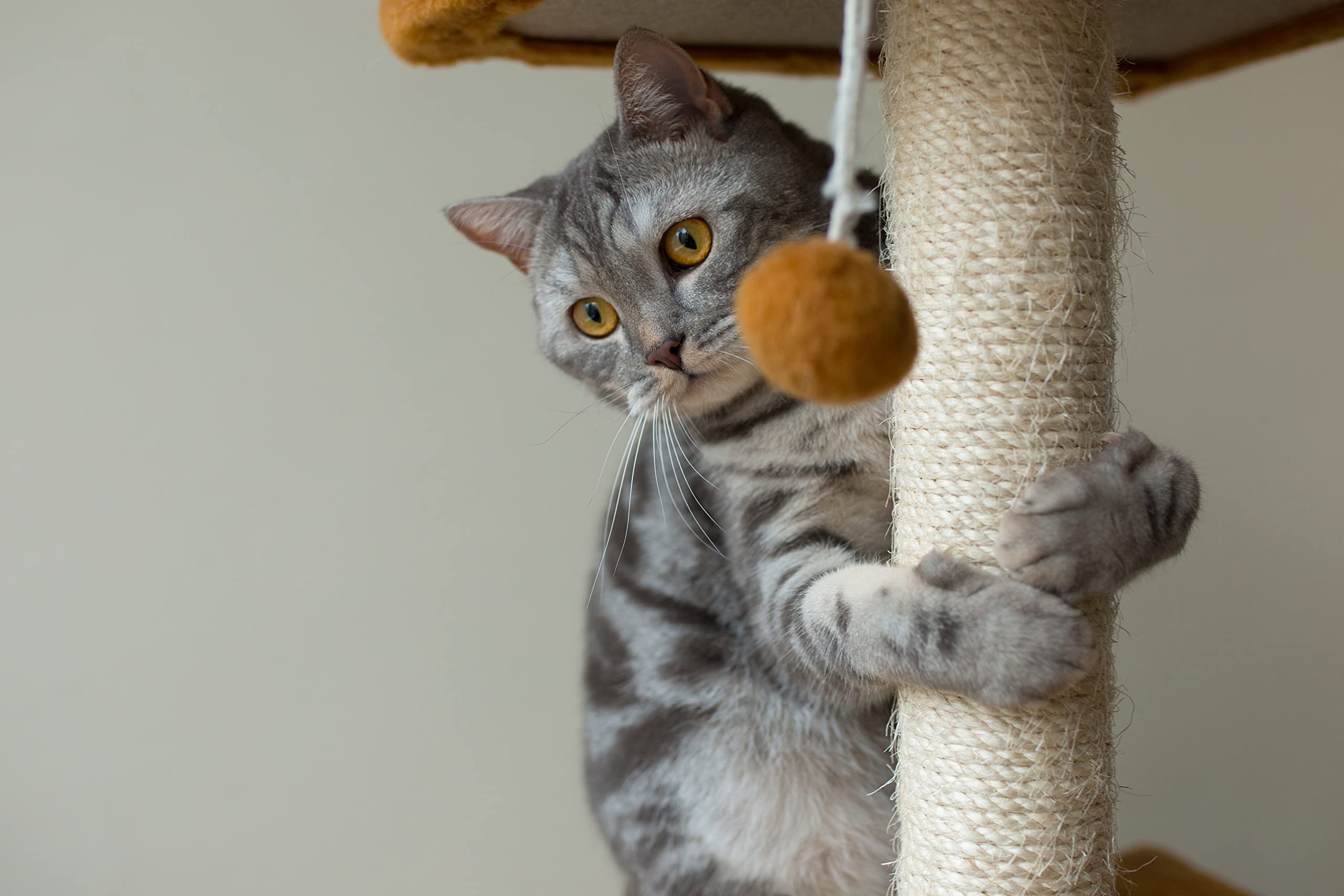 DQ-PP SISALSEIL | 50 m | 10 mm stark | Natürliches Sisal Seil für Kratzbaum Katzenbaum | Kratzseil DIY Fuer Katzen Ersatzteile
