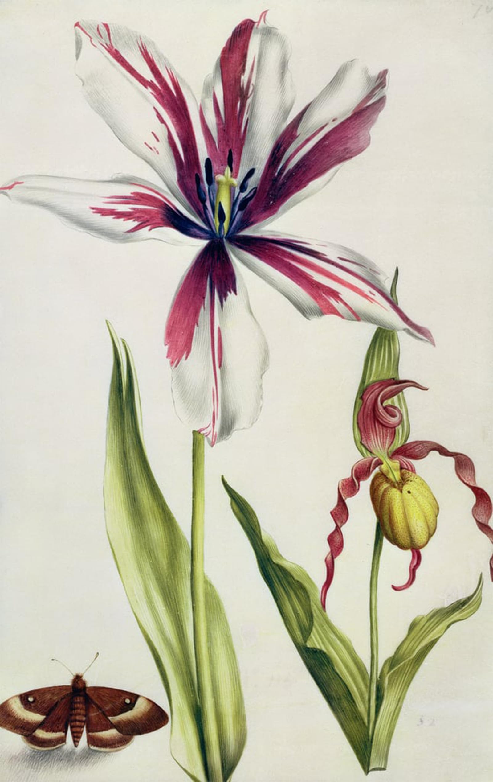 POSTERIIk Famous Print Pop Art Wall Art Graffiti Orchid Tulip and insect by Nicolas Robert Art Prints for Home Decor 60x90cm