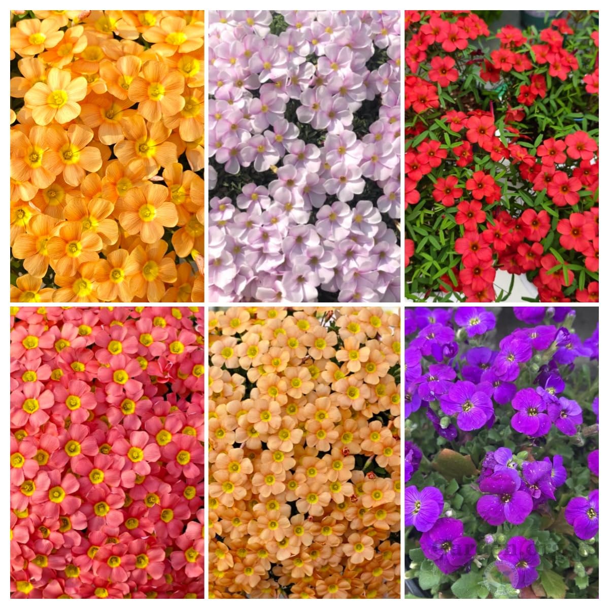 Oxalis Bulbs, Hardy Perennial, Great Display Bulbs, Beautiful Perennial Garden Plant, Summer Flowering-4 Bulbs-A