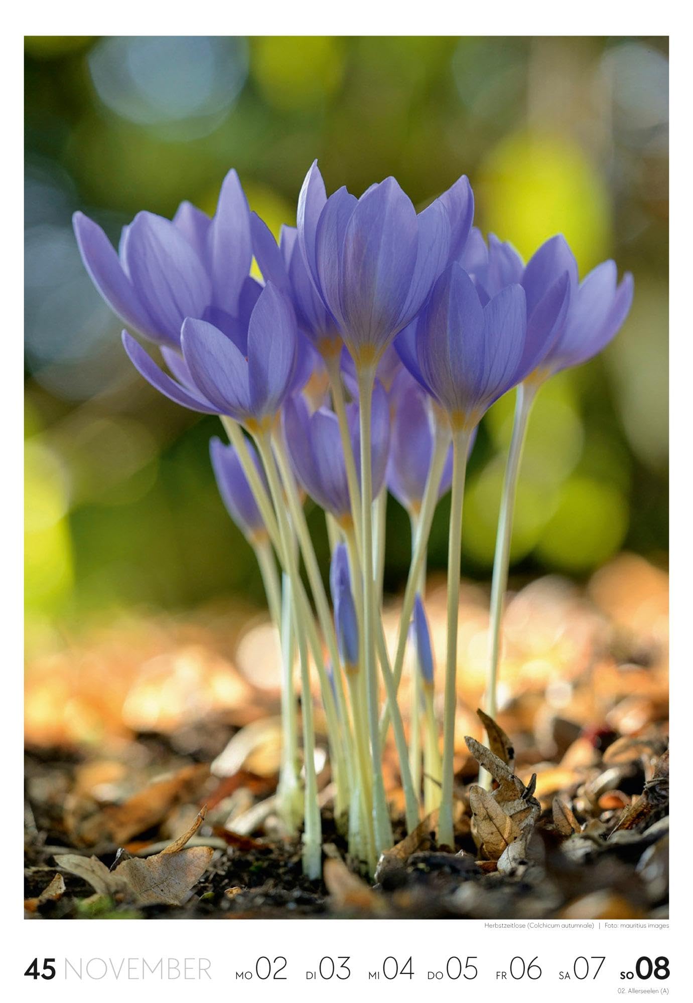 Natur Wochenkalender 2026 | Natur-Kalender mit 53 großformatigen Bildern im Hochformat (29x42 cm) | Heimische Flora und Fauna