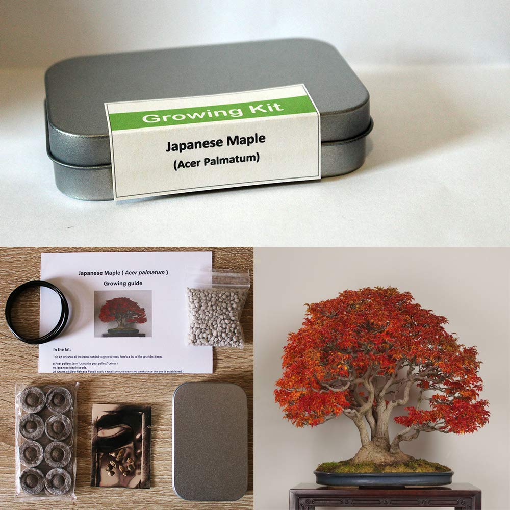 Japanese Maple Growing Kit for Bonsai Tree Sets & Equipment