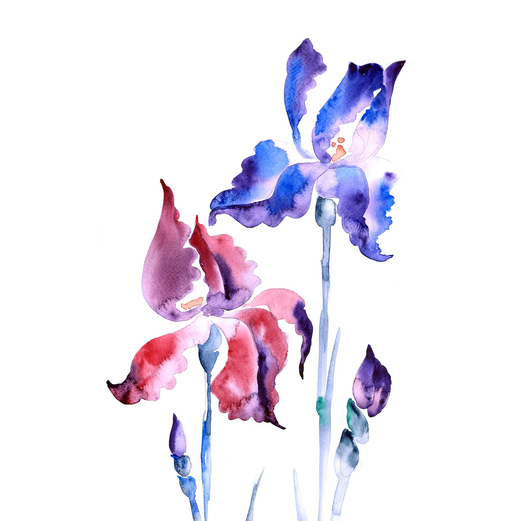 Wee Blue Coo Flowers Violet Iris Art Print Poster Wall Decor
