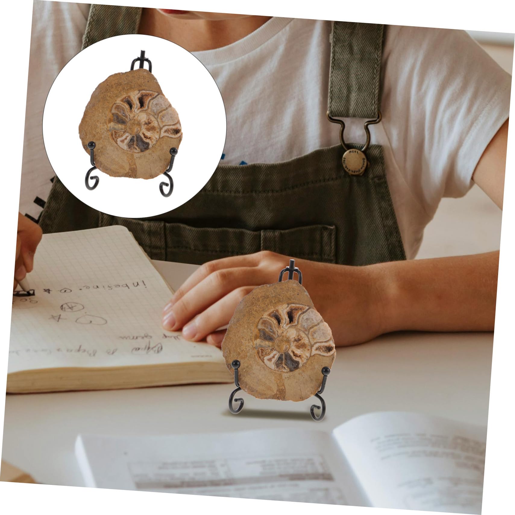 Spécimen D'ammonite Fossile Naturel Ornement Esthétiquement Impressionnant Forme Préservée pour Décoration de Table et Collection pour Amateurs de Géologie