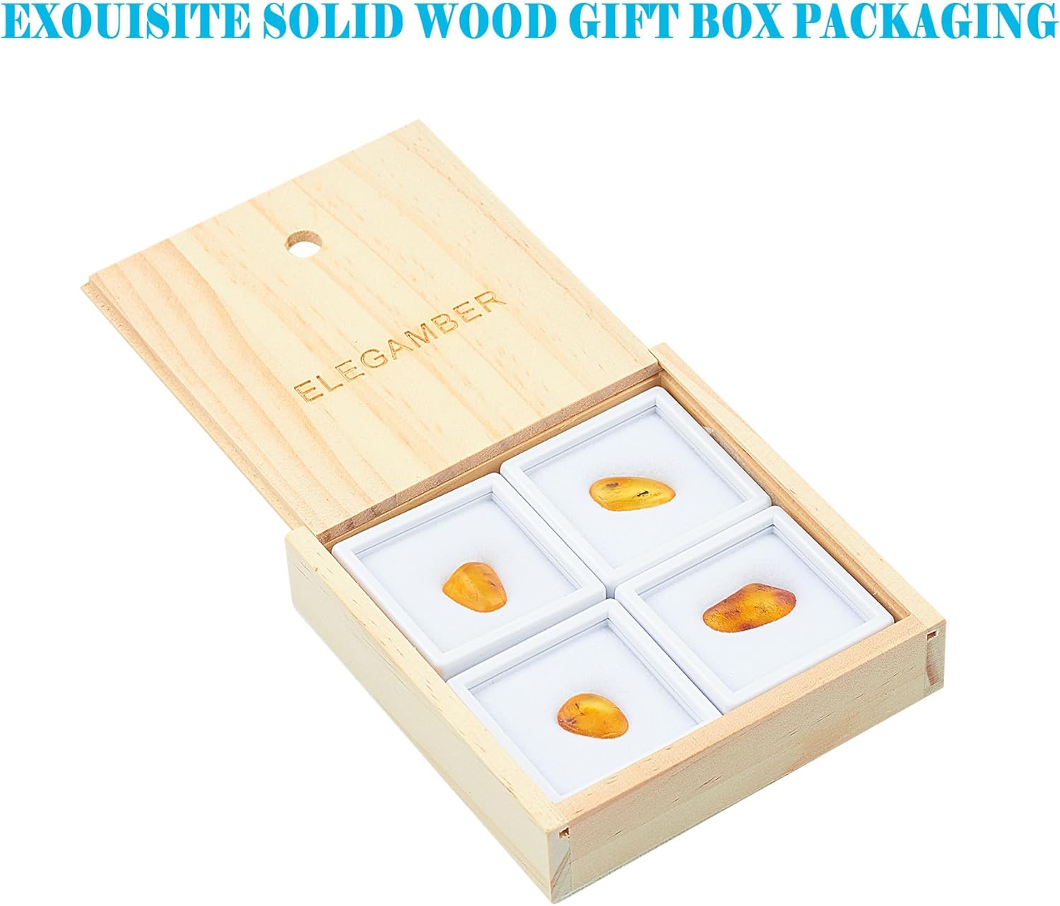 Baltic Amber Natural Fossil Insects,Insects from Millions of Years ago-Four Sets,True Insect Samples-Science Classroom Science Education Animal Specimens (Two or More Insects Amber Fossils)