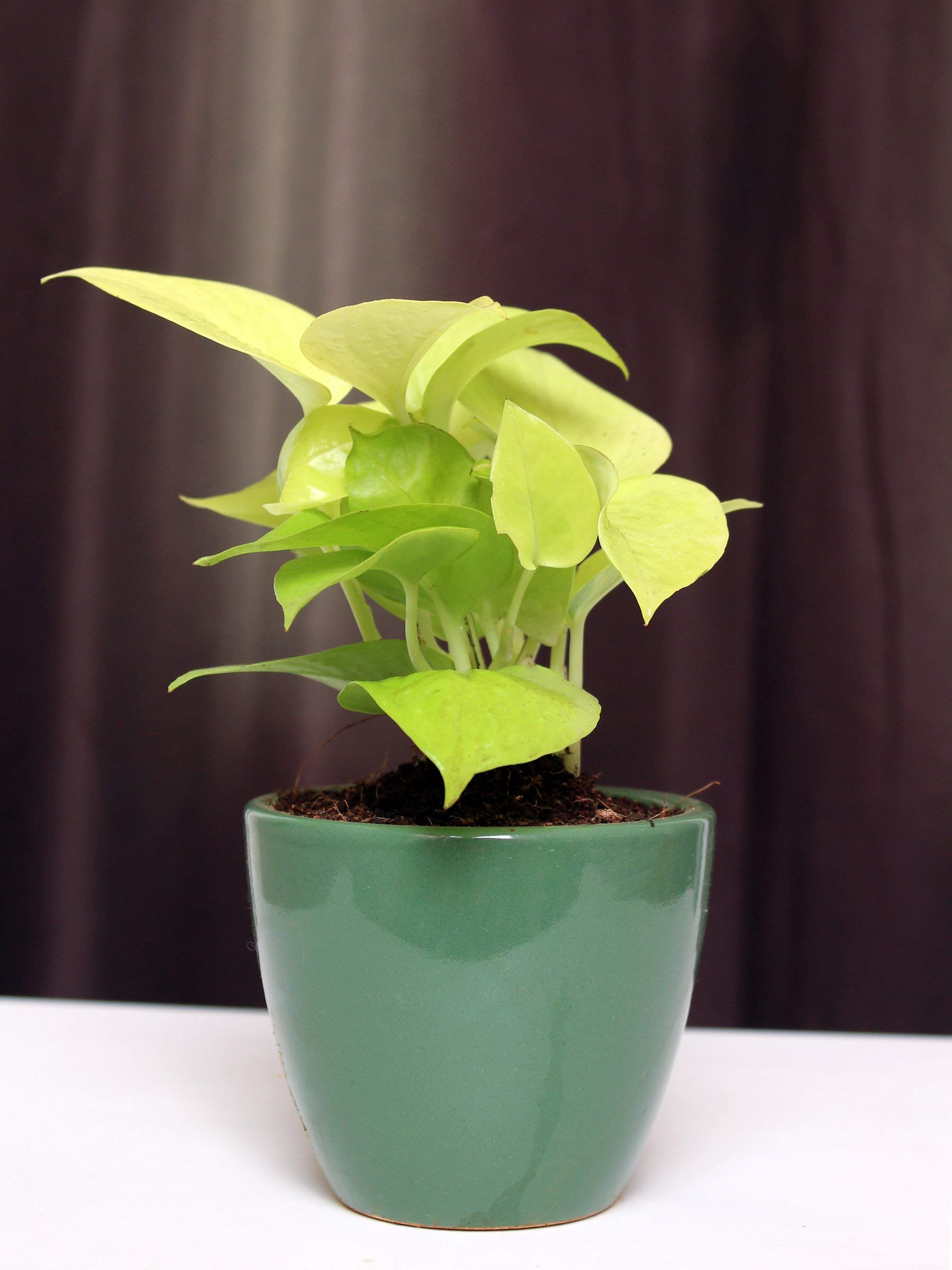 Rolling Nature Good Luck Air Purifying Golden Money Plant in Bottle Green Round Spectra Ceramic Pot (B08SBHYKDT) Amazon Price History, Amazon Price Tracker