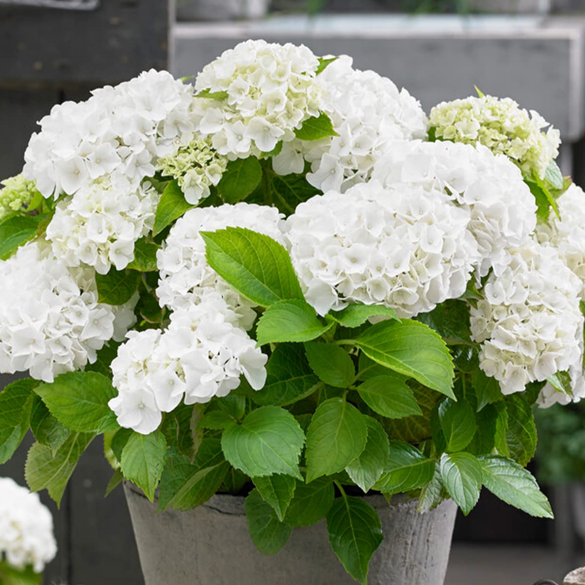 Bloomique - Mix de 3 - Hydrangea macrophylla - Rosa, azul, blanco - Hortensia - Plantas de jardín - Resistente al frío - Altura 20-30 cm - Maceta 10,5 cm