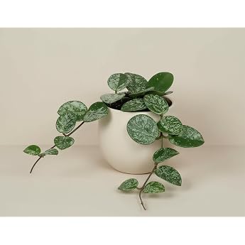 NatureHolic Hoya Mathilde Splash - Trellis Wax Flower with Silvery Speckled Leaves & Compact Growth Shape - Easy-Care Indoor Plant for Traffic Light Trellis & Shelf - 13 cm in 6 cm Pot