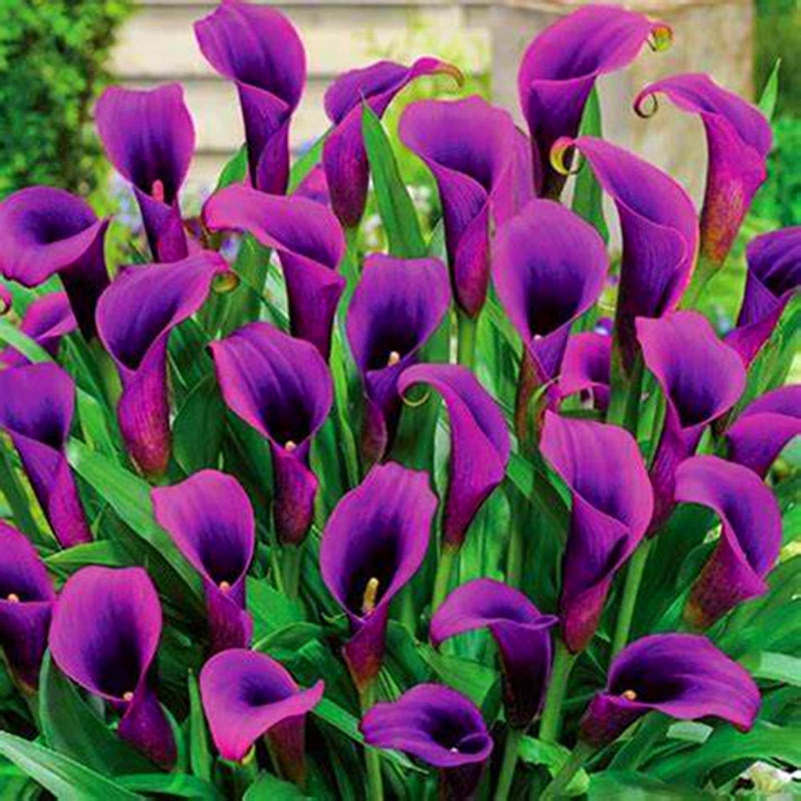 Calla Lily Bulbs for Planting Now UK Ornamental Perennial Excellent Display Plant Bulbs Greening Flower Good for Containers/Natural Organic Easy Plant Perennial-10bulbs-A