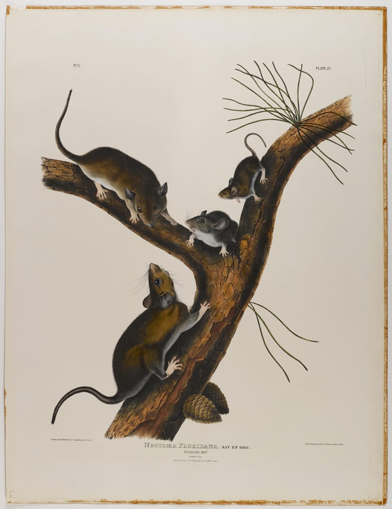 ARTXLXXBN Famous Print Painting Colorful Art Print Florida Rat by John Jamess Audubon Canvas Art Decorations for Home Decor 60x90cm