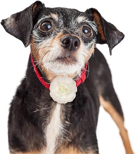 Miniatura 4 de WILLBOND Juego de 4 piezas de collar de lazo de flores para perro, collar de lazo multicolor para mascotas, juego de dijes de flores para cachorros,