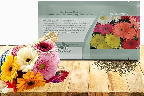 Vista 17 de Outsidepride Semillas de gerbera rosa, 20 piezas perennes, compactas y de bajo mantenimiento, semillas de flores para plantar con centro verde