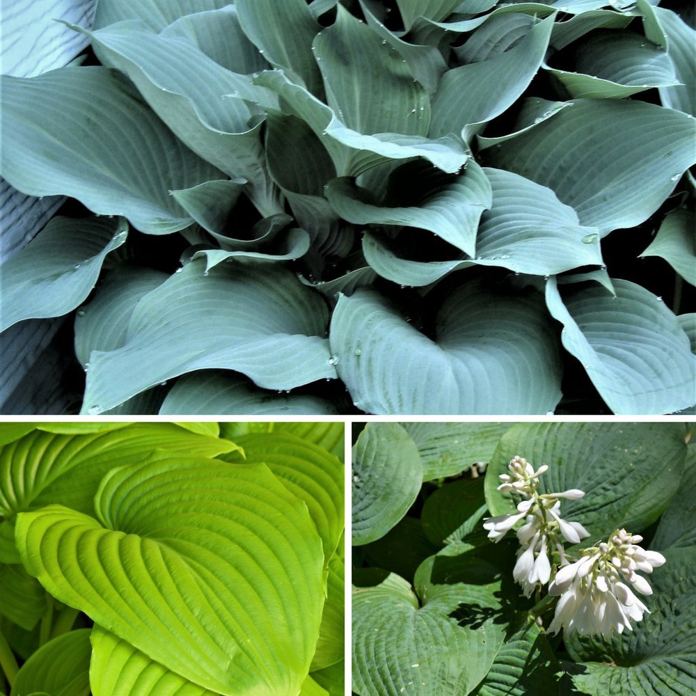 Giants Collection Hostas