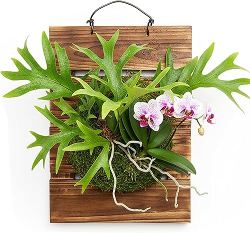Kit de tabla de montaje de helecho de ciervo de madera, maceta de pared colgante para plantas verticales, platicerio, orquídeas, suculentas